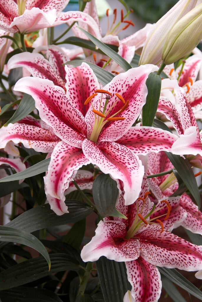 Lily-Lilium Tigerwoods NY 2-pakning